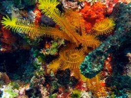 Yellow Crinoid IMG 3329
